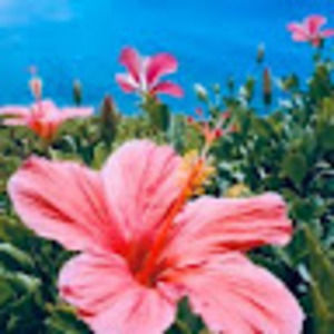 Meet your Posher, Jane